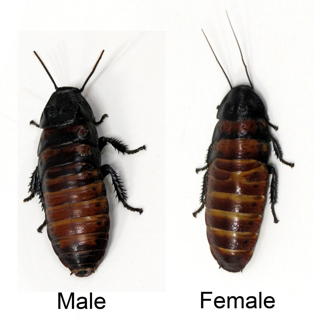 Male And Female Hissing Cockroaches Pest Phobia