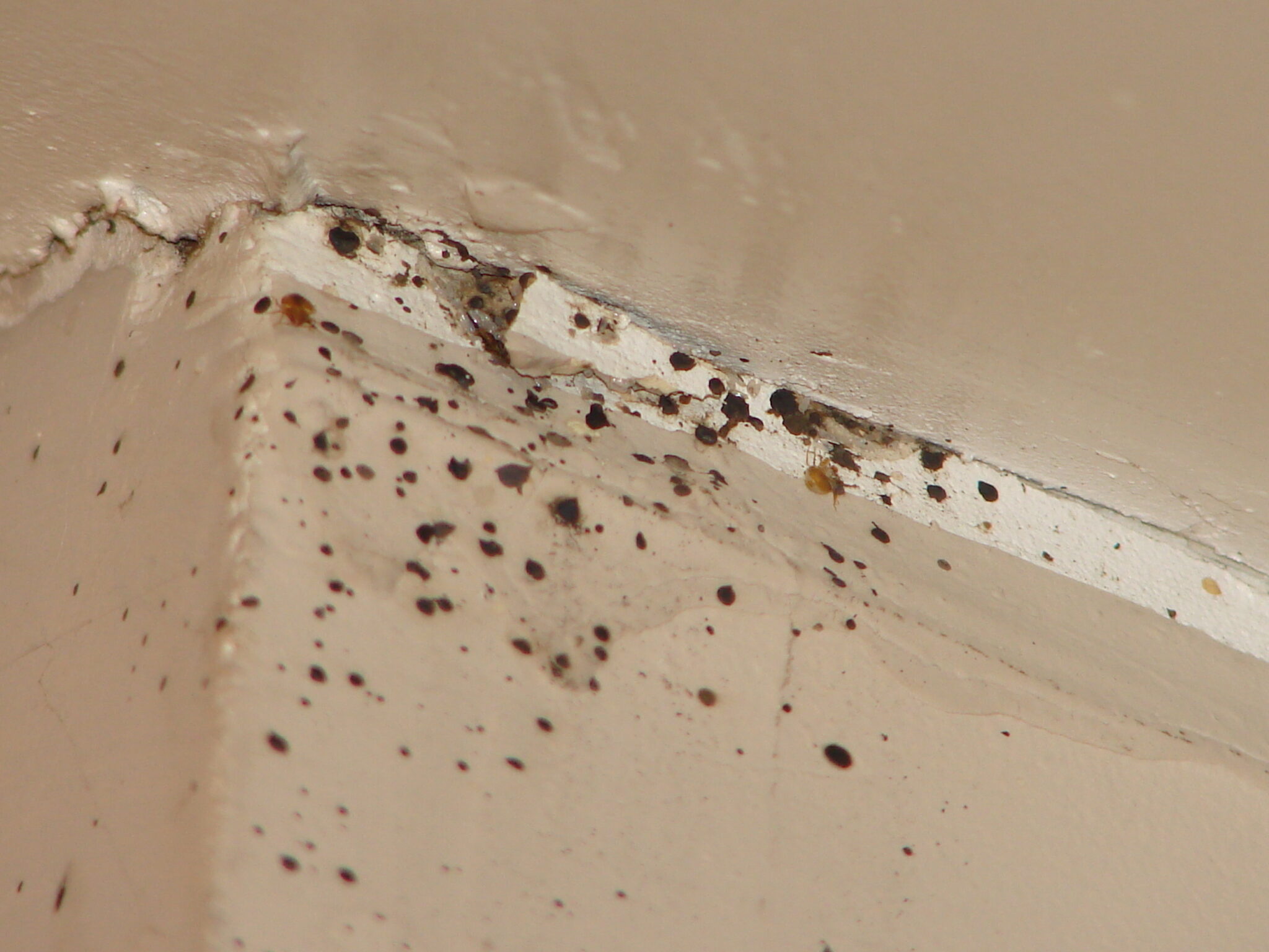 bed-bug-droppings-on-wall-pestphobia