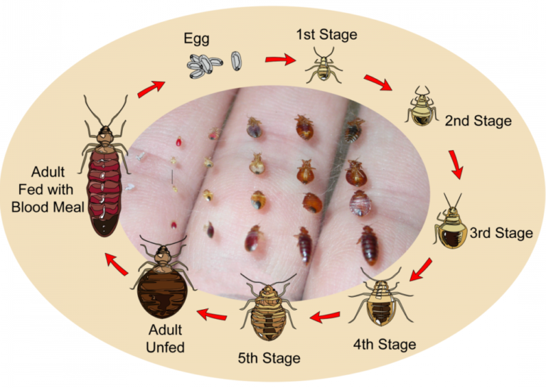 Bed Bug Egg Hatch Time Pest Phobia