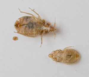 Bed Bug Exoskeletons After Molting – Pest Phobia