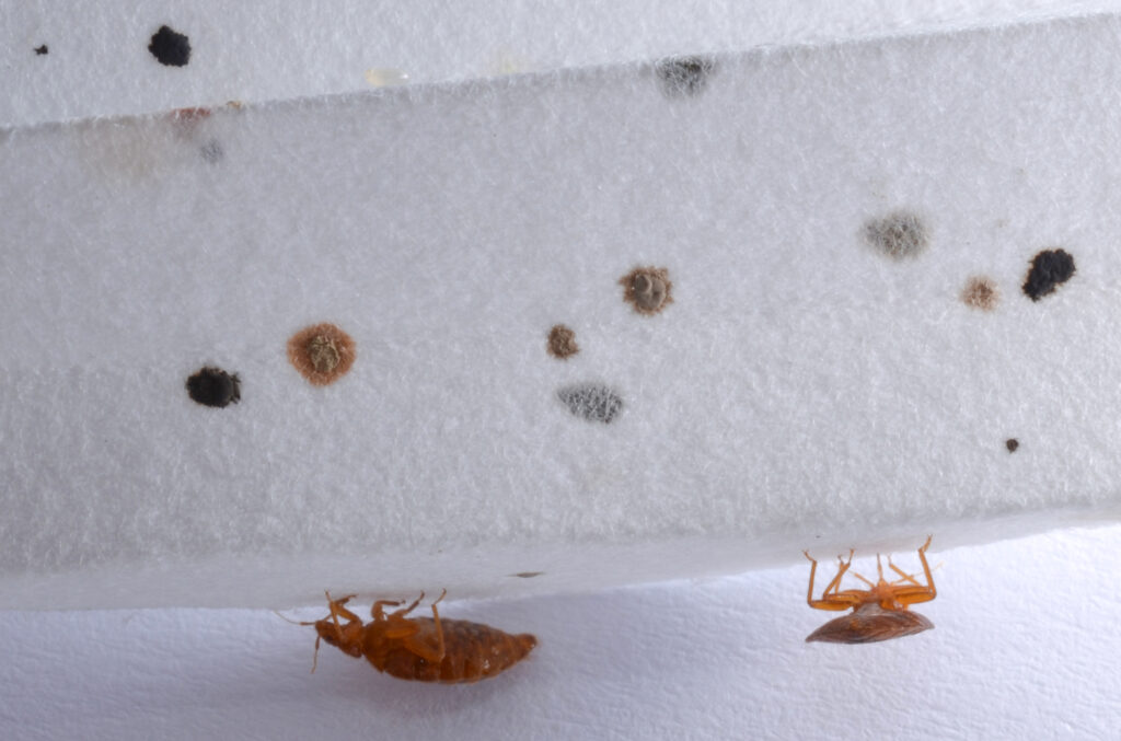 Bed Bug Marks On Wall – Pest Phobia