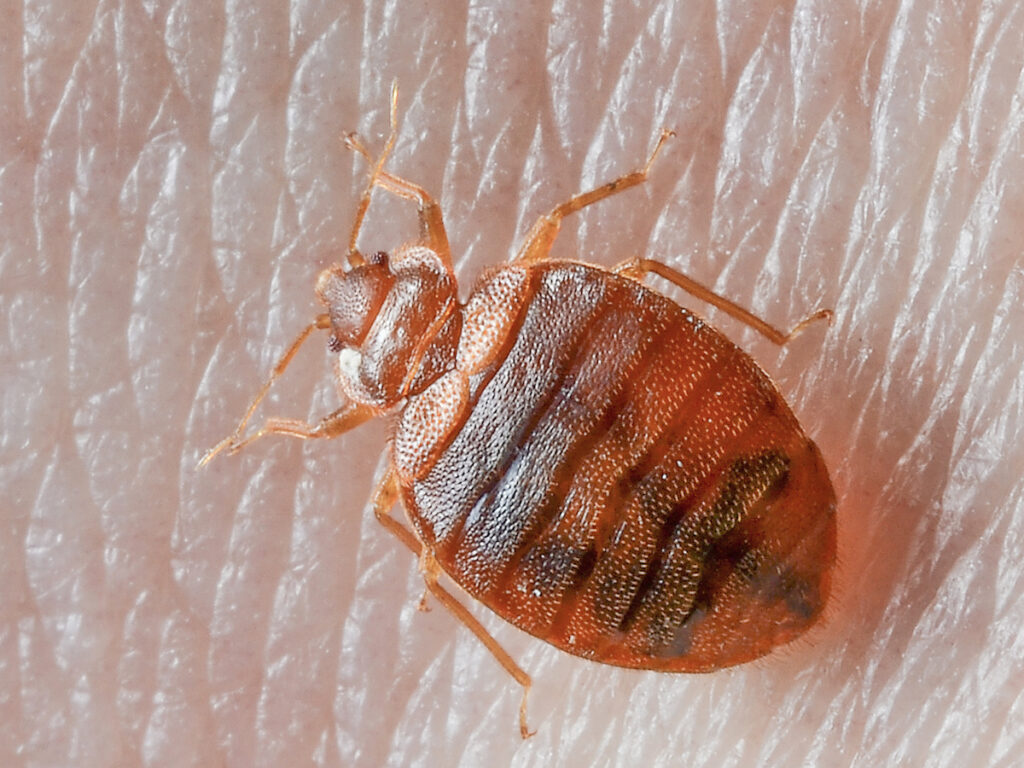 Bed Bug Pictures On Humans - Pest Phobia