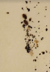 Bed Bug Poop Smear – Pest Phobia