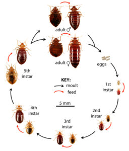 Best Bed Bug Exterminator Chicago - Pest Phobia