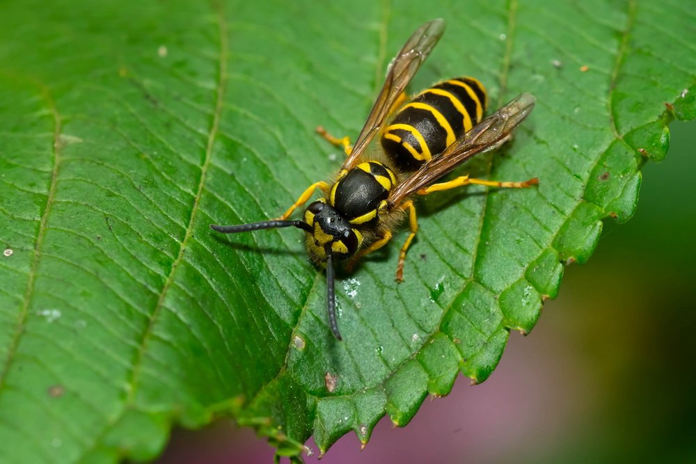 Can You Kill A Wasp With A Fly Swatter PestPhobia