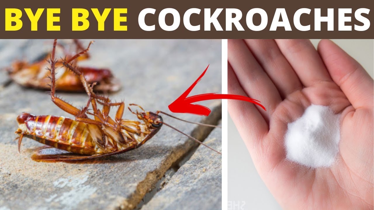 How To Kill Cockroaches In Home Pest Phobia