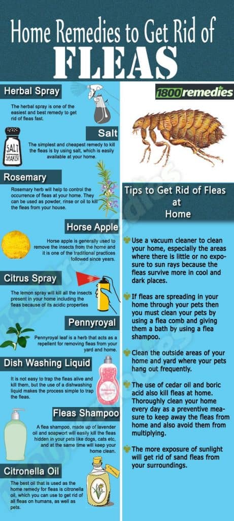 Natural Ways To Kill Fleas In Carpet Pest Phobia