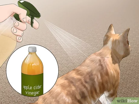 Naturally Get Rid Of Fleas On Cats Pest Phobia