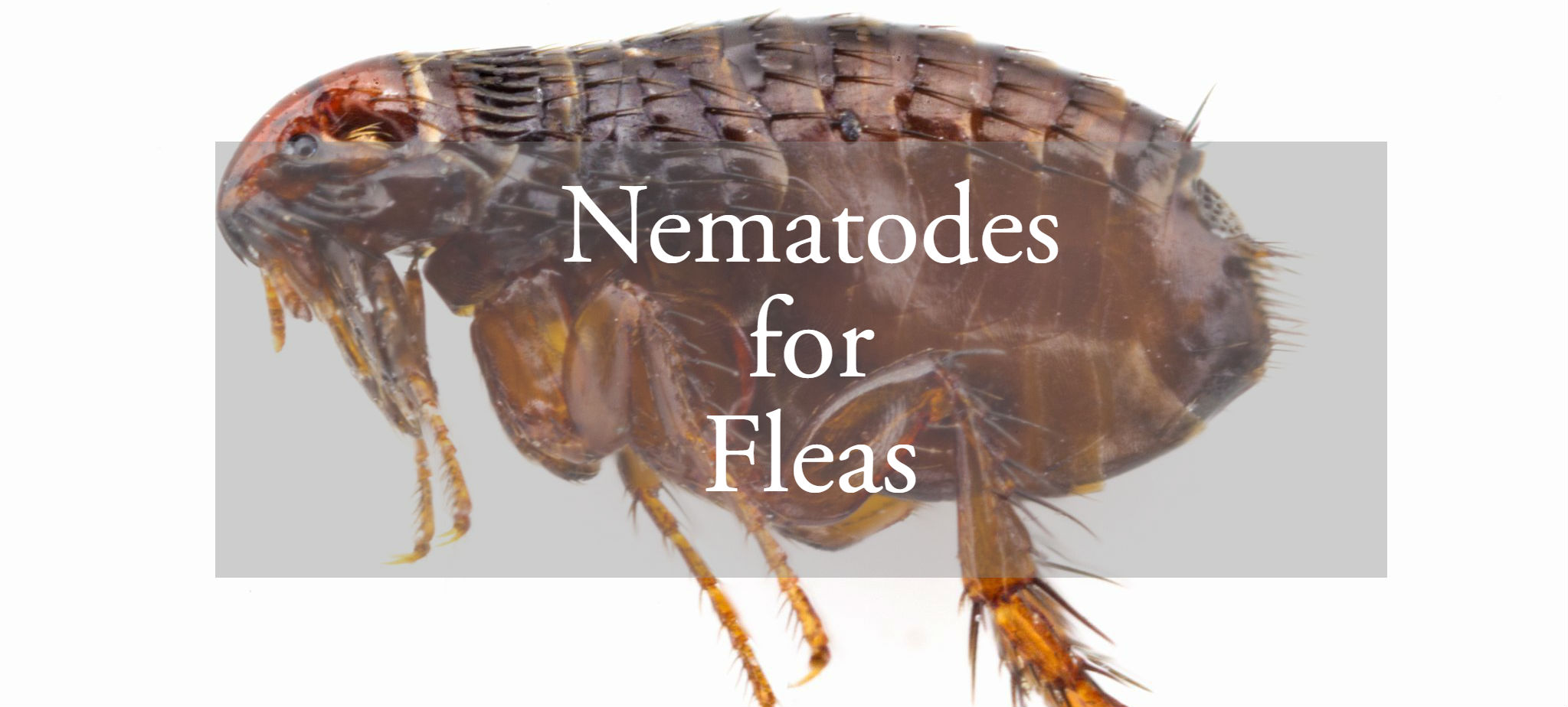 Nematode Kill Fleas - Pest Phobia