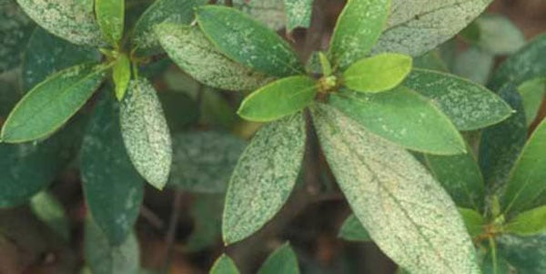 Best Fungicide For Azaleas PestPhobia