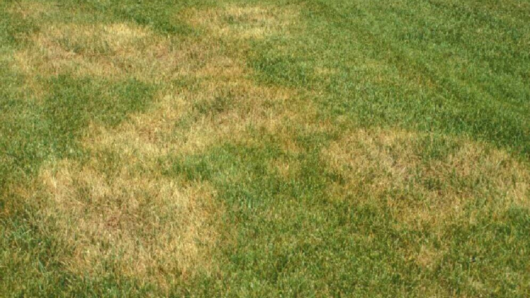 Best Fungicide For Brown Patch In Zoysia Grass - PestPhobia