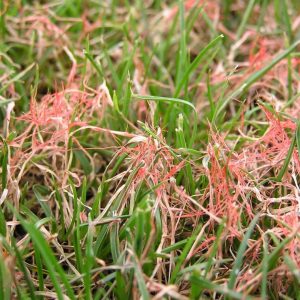 Best Fungicide For Red Thread - Pest Phobia