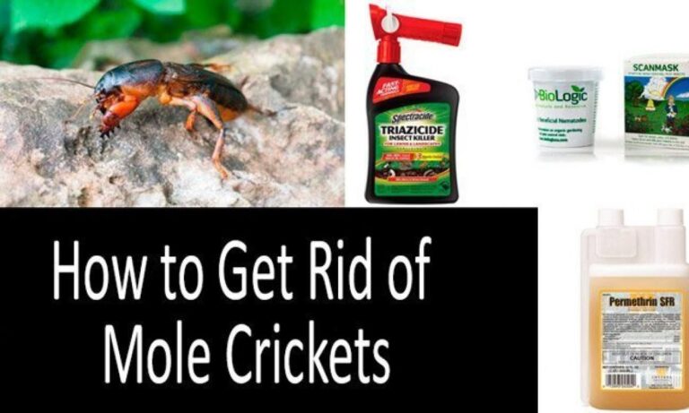 Best Insecticide For Mole Crickets - PestPhobia