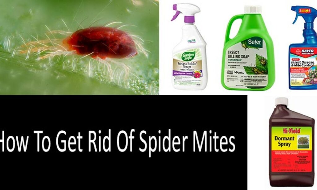 Best Insecticide For Red Spider Mites Pest Phobia