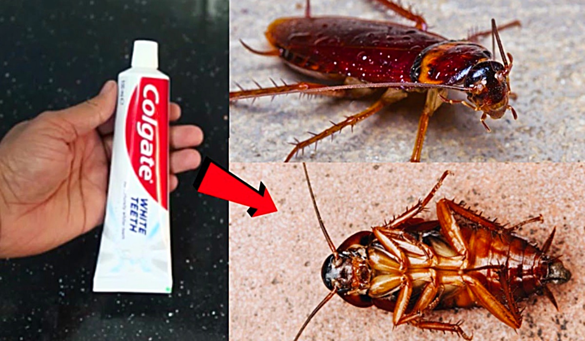 Best Stuff To Kill Cockroaches Pest Phobia