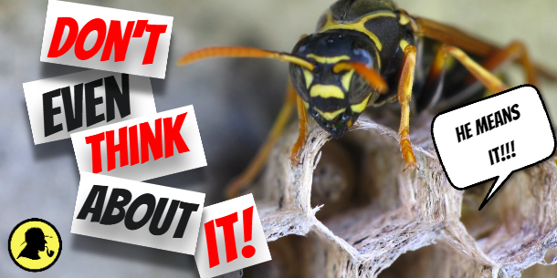 Best Time To Spray A Wasp Nest Pest Phobia