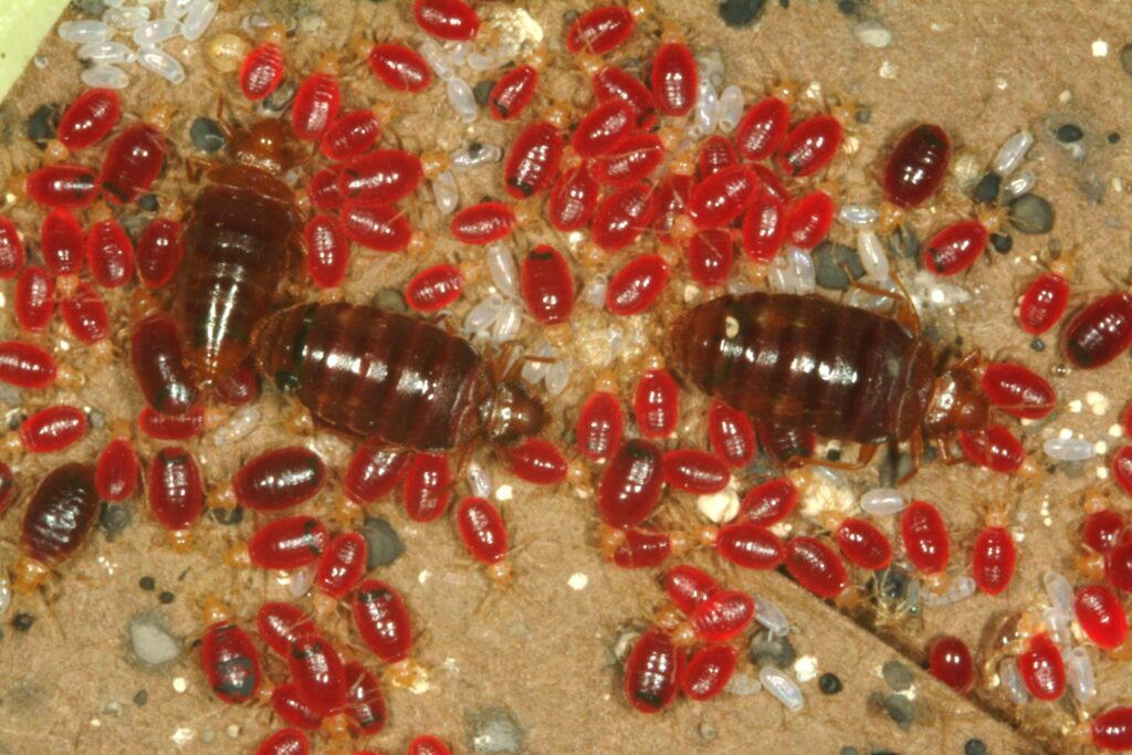 How Do You Know If A Bed Bug Bit You