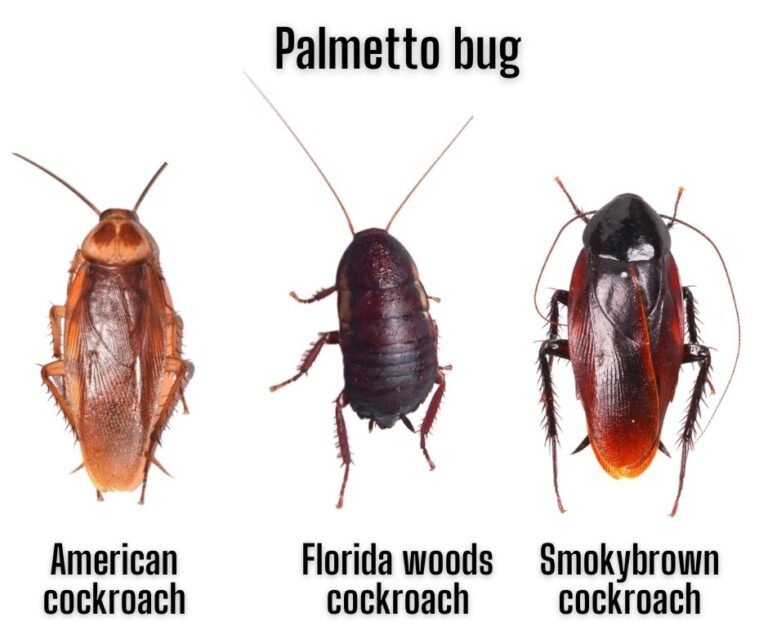 Bugs That Look Like Cockroaches In Florida 768x644 