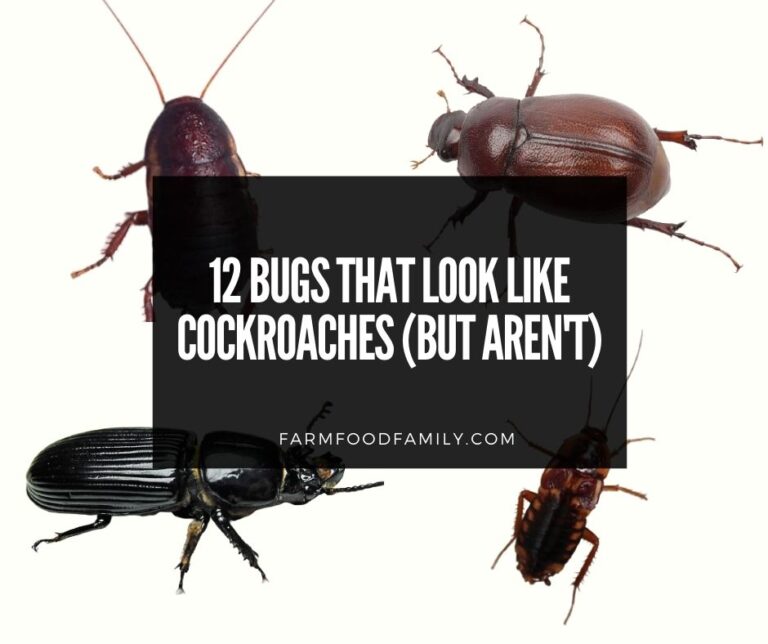 Bugs That Look Like Cockroaches In Michigan 768x644 