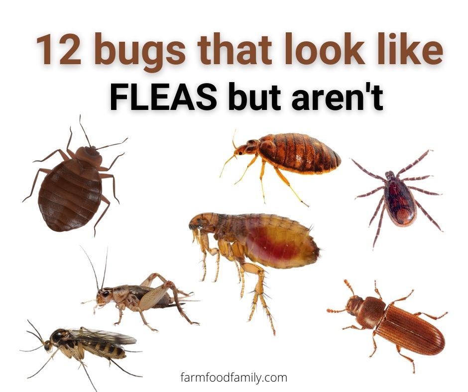 Bugs That Look Like Fleas With Wings - Pest Phobia