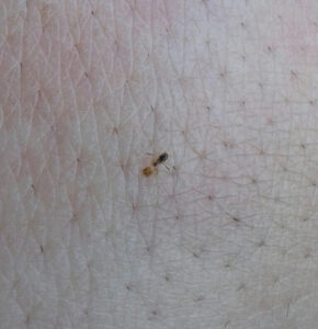 Bugs That Look Like Tiny Ants - Pestphobia