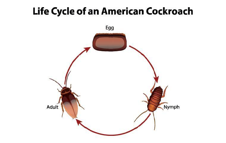 Can Cockroaches Live In Your Pp 