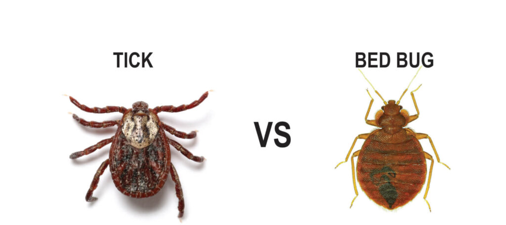 Difference Between Tick And Bed Bug - PestPhobia