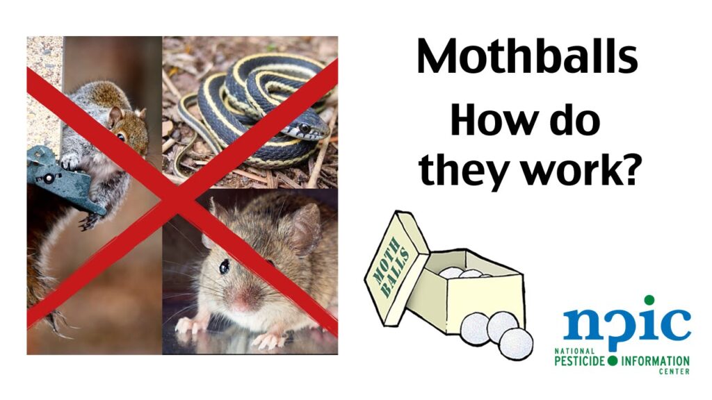 Do Moth Balls Repel Ants - PestPhobia