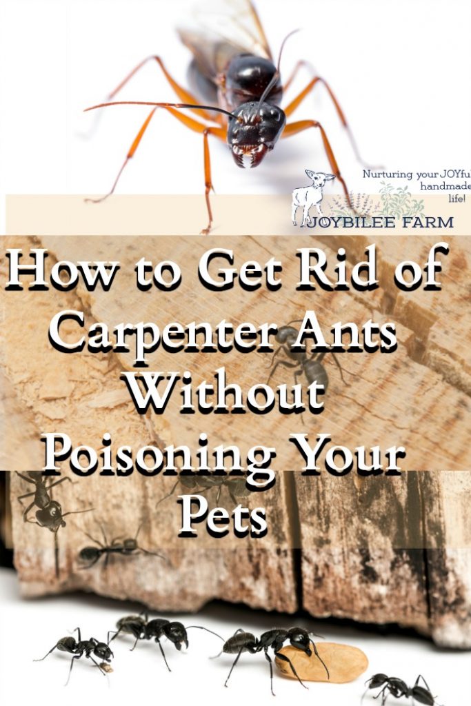 Does Boric Acid Kill Carpenter Ants Pest Phobia