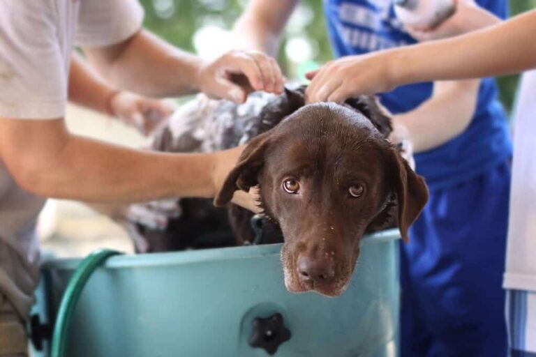 Does Head And Shoulders Kill Fleas Pest Phobia