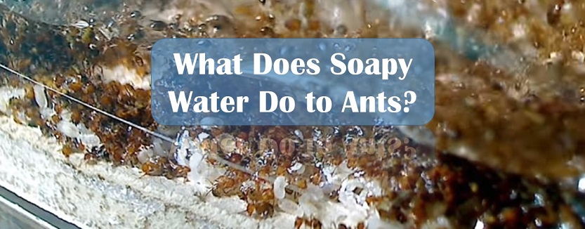 Does Soap Kill Ants – Pest Phobia