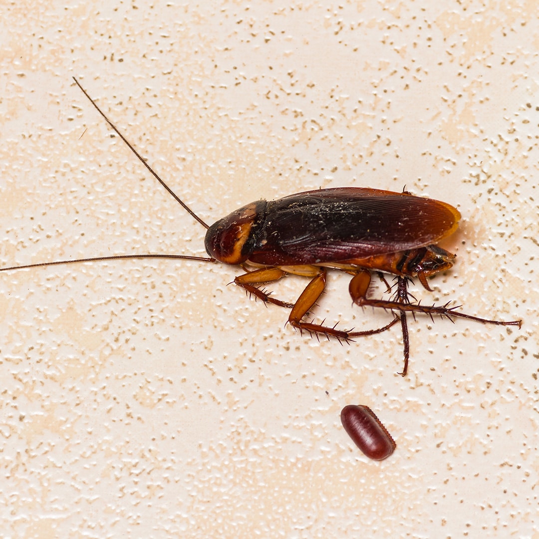 How Do Cockroaches Lay Eggs Pest Phobia