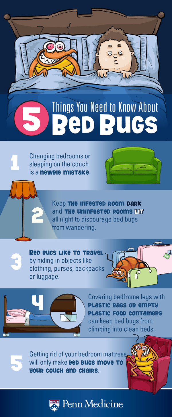 How To Stop A Bed Bug Itch Pest Phobia