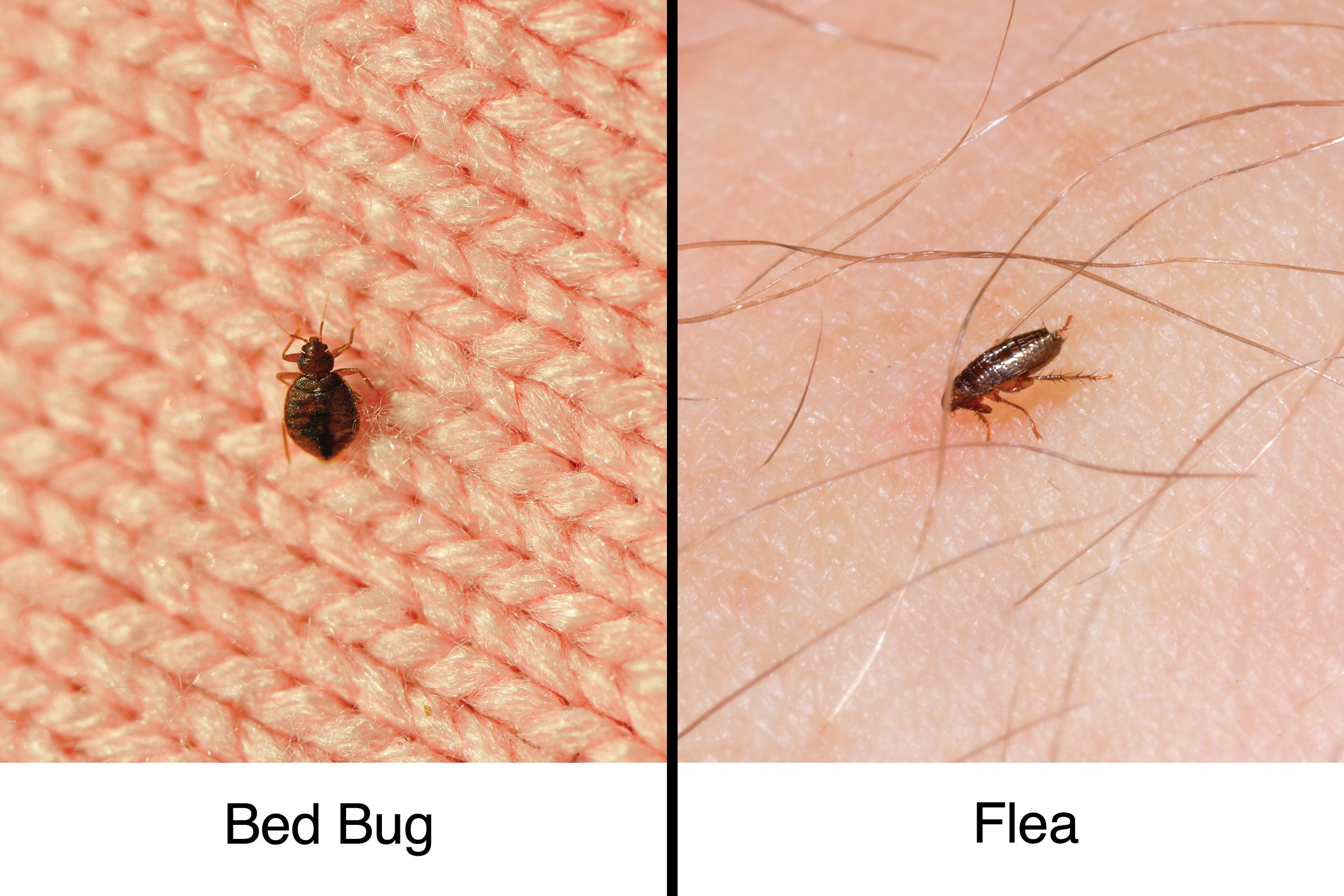 How To Tell Fleas Vs Bed Bugs Pest Phobia