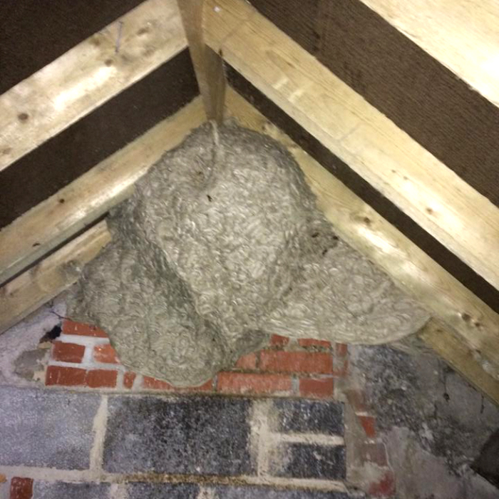 All 99+ Images how to tell if a wasp nest is abandoned Superb