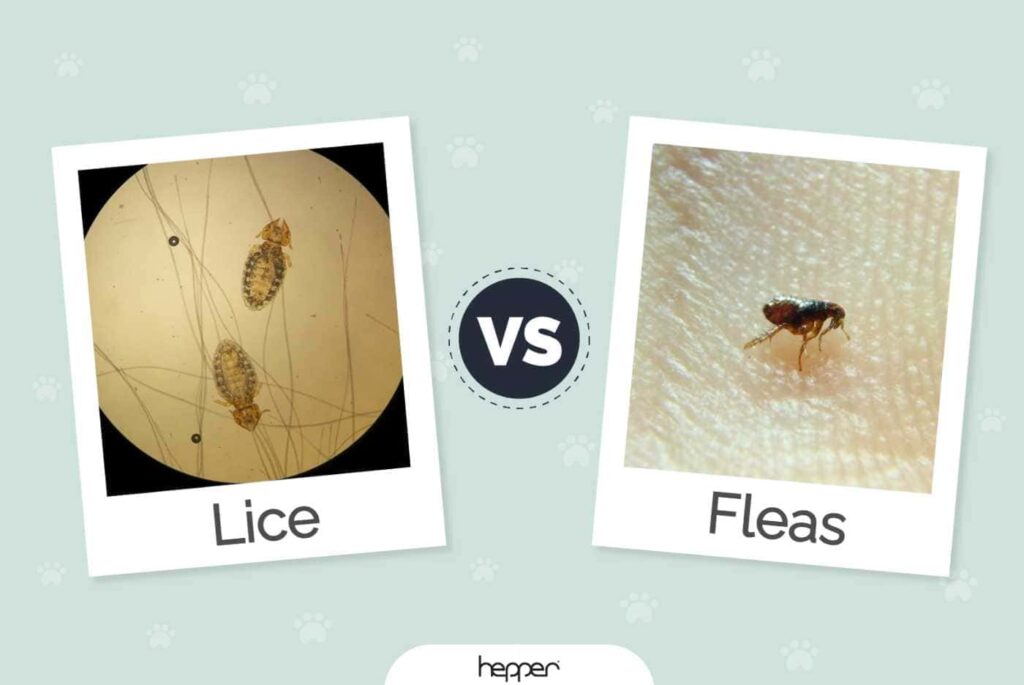 how-to-tell-if-your-cat-has-fleas-or-lice-pest-phobia