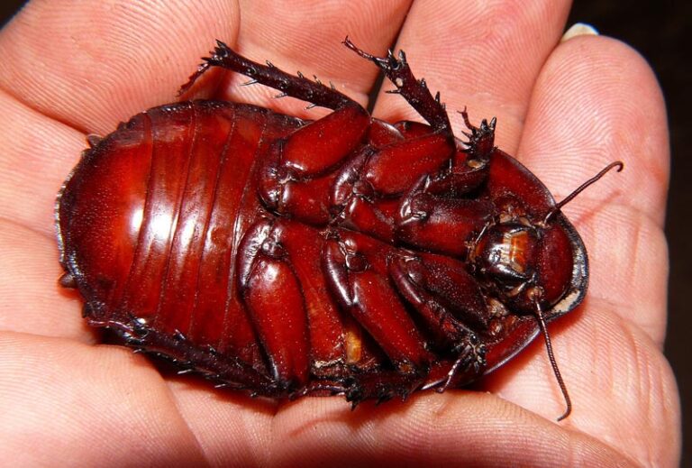 huge-cockroaches-pest-phobia