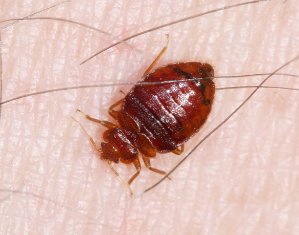 If Bed Bugs Live In Beds The Cockroaches Pest Phobia 4913