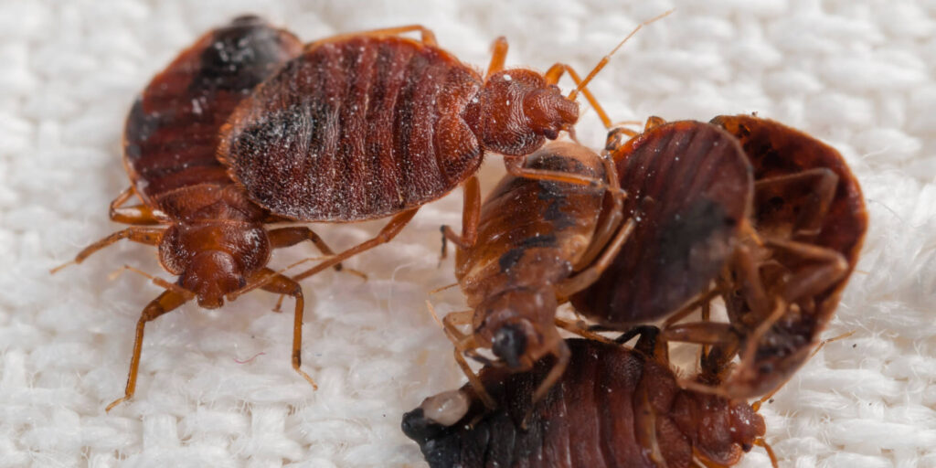 Indiana Bed Bug Laws & Bed Bug Killer Products Pest Phobia