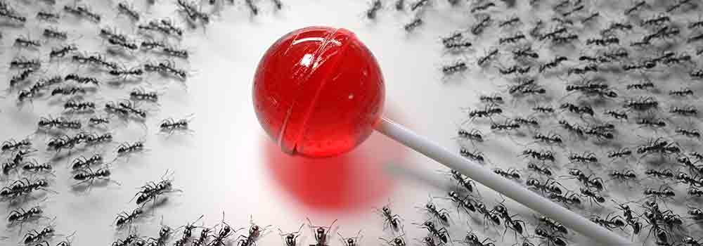 Oregon Sugar Ants - Pest Phobia