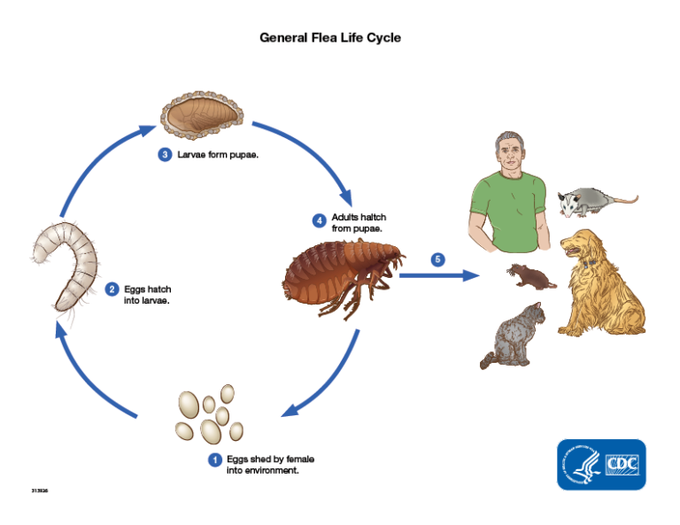 Dog Fleas Life Cycle Pest Phobia