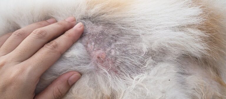 dog-itching-but-no-fleas-losing-hair-pest-phobia