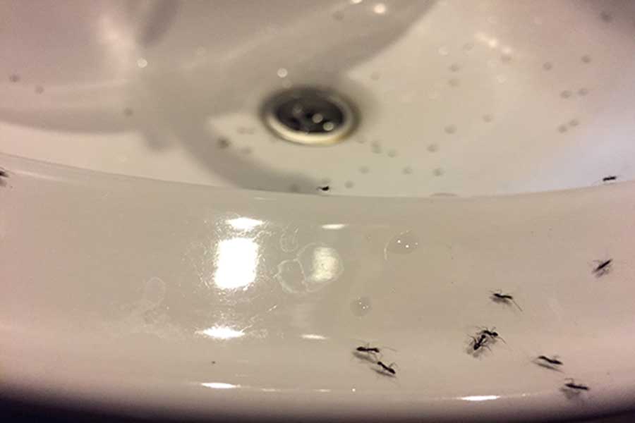 ants coming from the bathroom sink drain