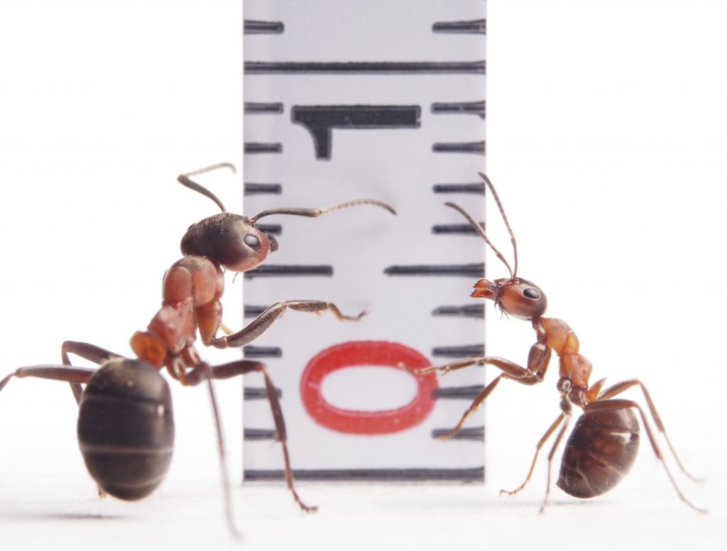 Driver Ants Vs Army Ants - PestPhobia