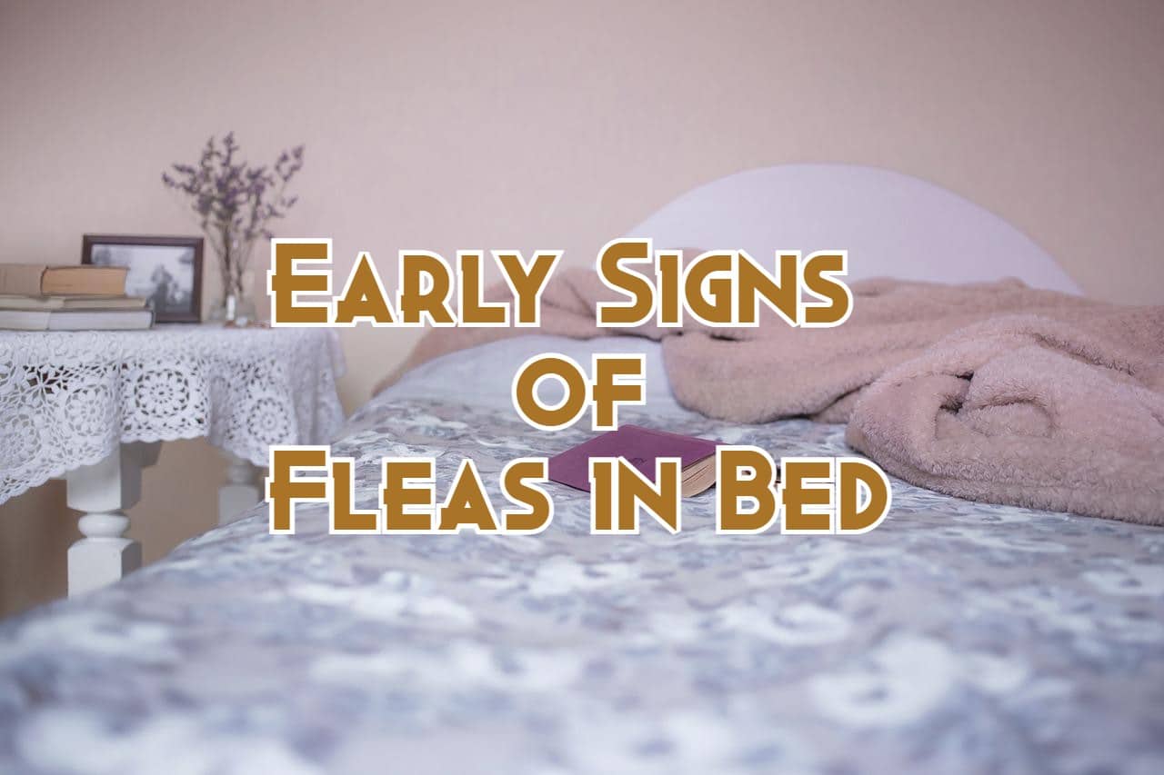 Early Stage Fleas In Bed Signs - Pest Phobia