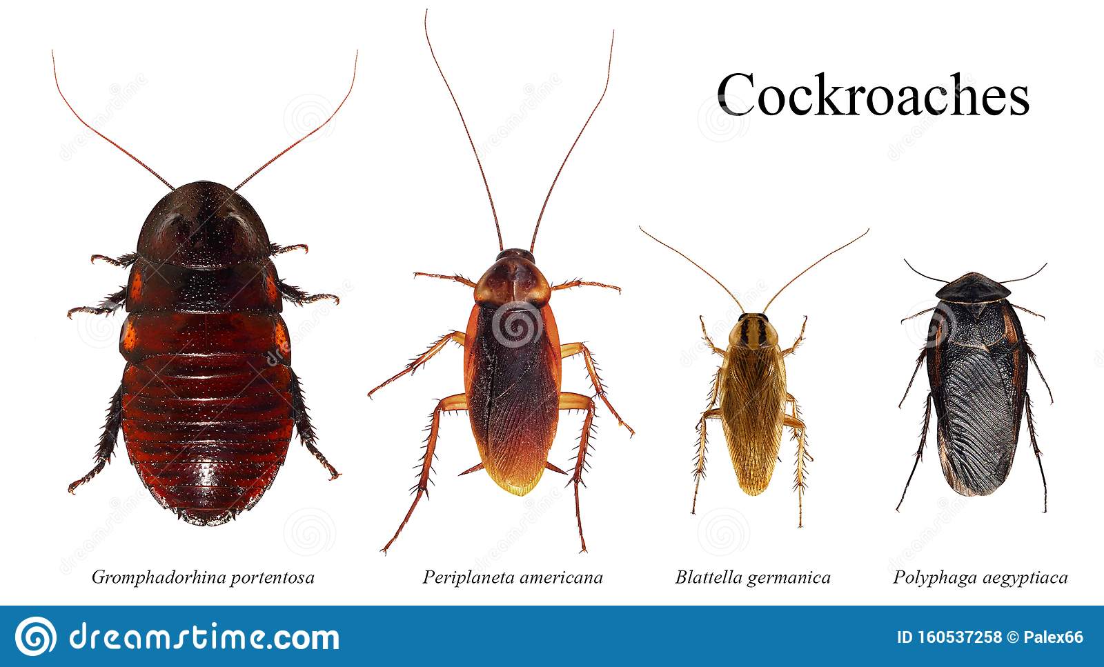 Egyptian Cockroaches - Pest Phobia