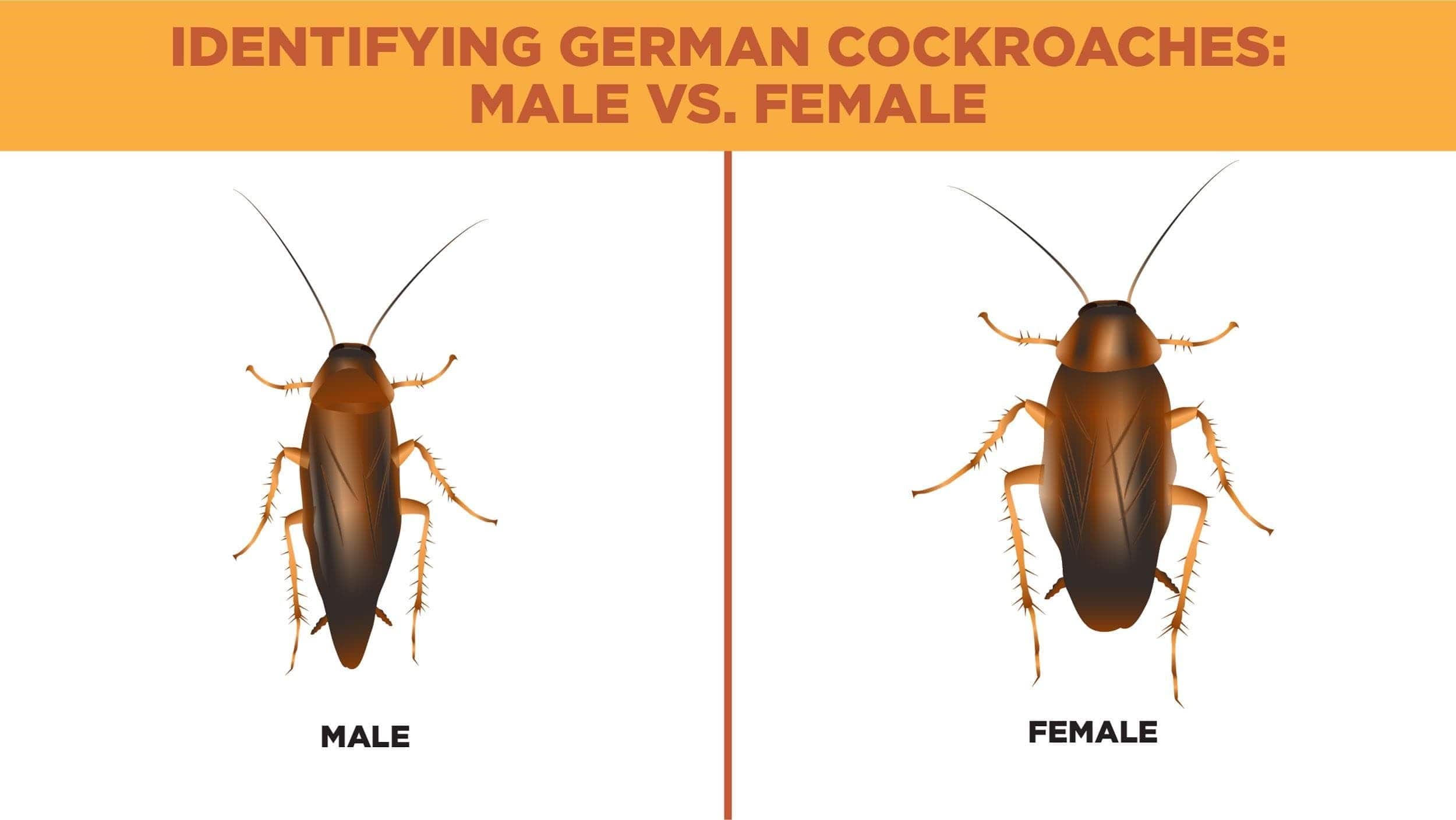 How Do You Kill German Cockroaches - Pest Phobia