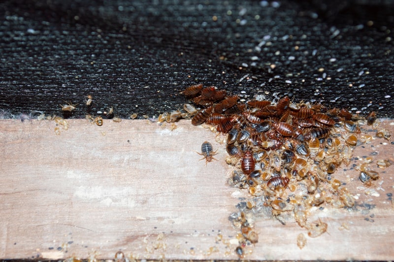 How Does A Bed Bug Infestation Start Pest Phobia 9746