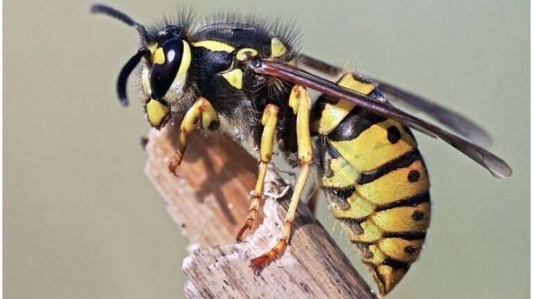 How Does A Wasp Look Like - PestPhobia