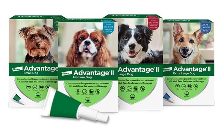 How Quickly Does Advantage Kill Fleas Pest Phobia